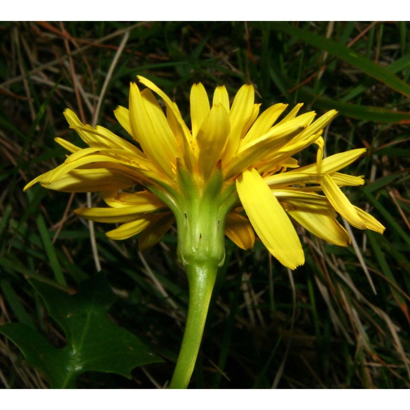 hyoseris frutescens brullo et pavone