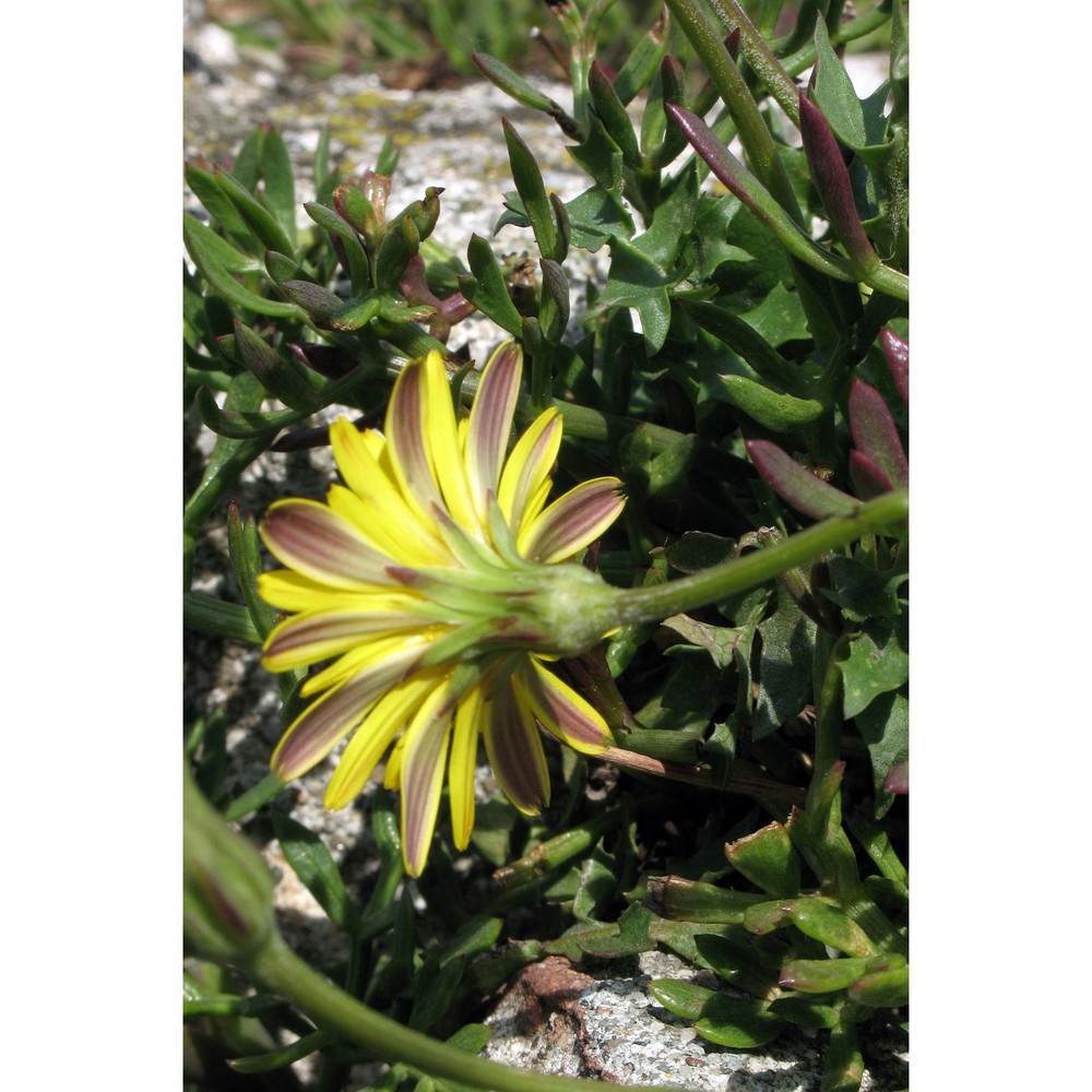 hyoseris radiata l.