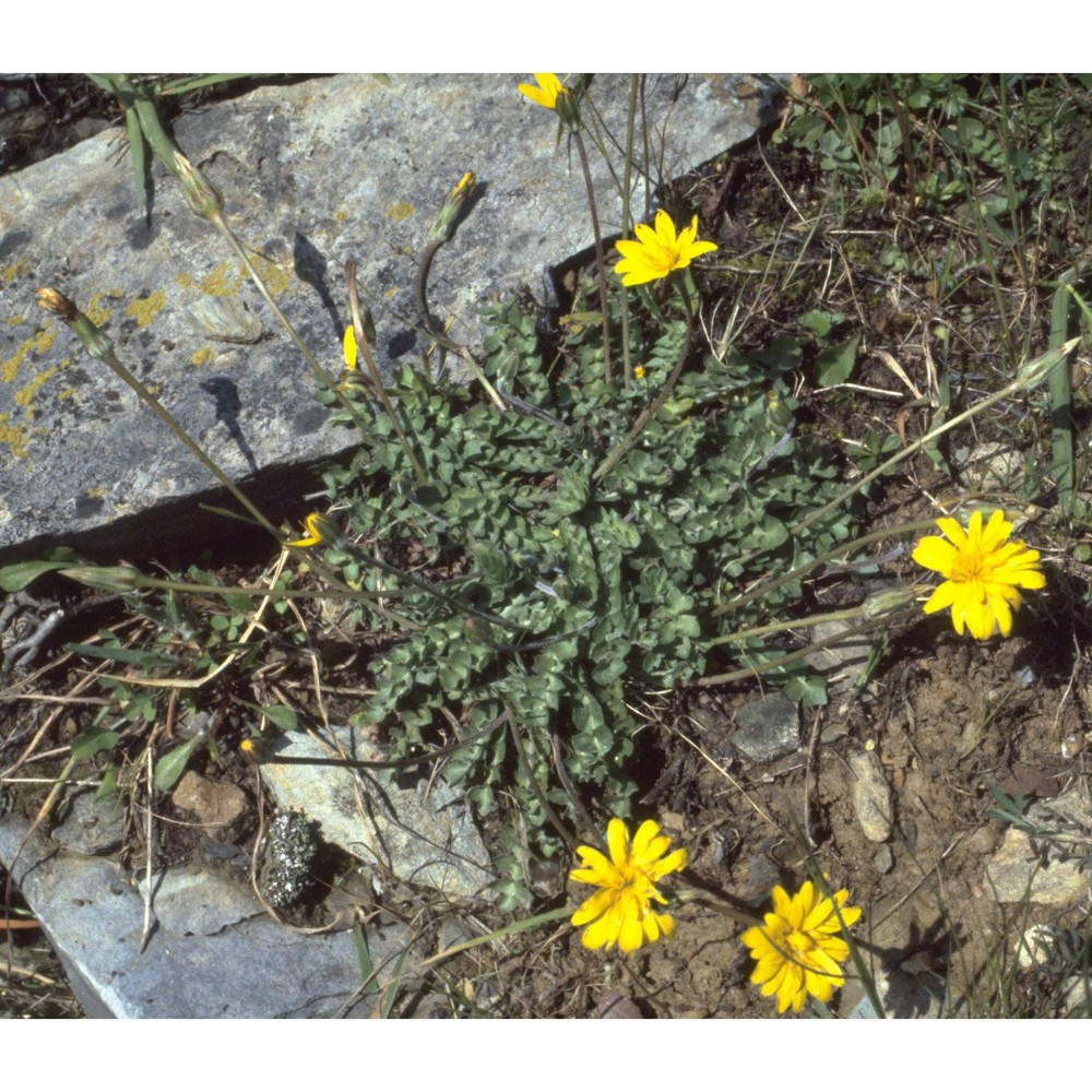 hyoseris radiata l.