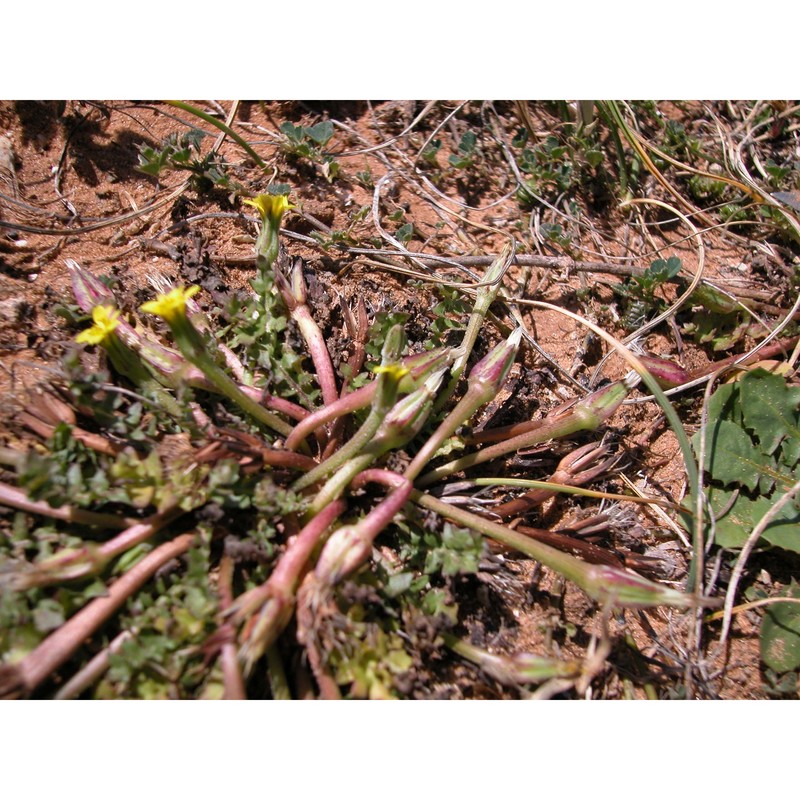 hyoseris scabra l.