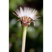 hyoseris taurina (pamp.) martinoli