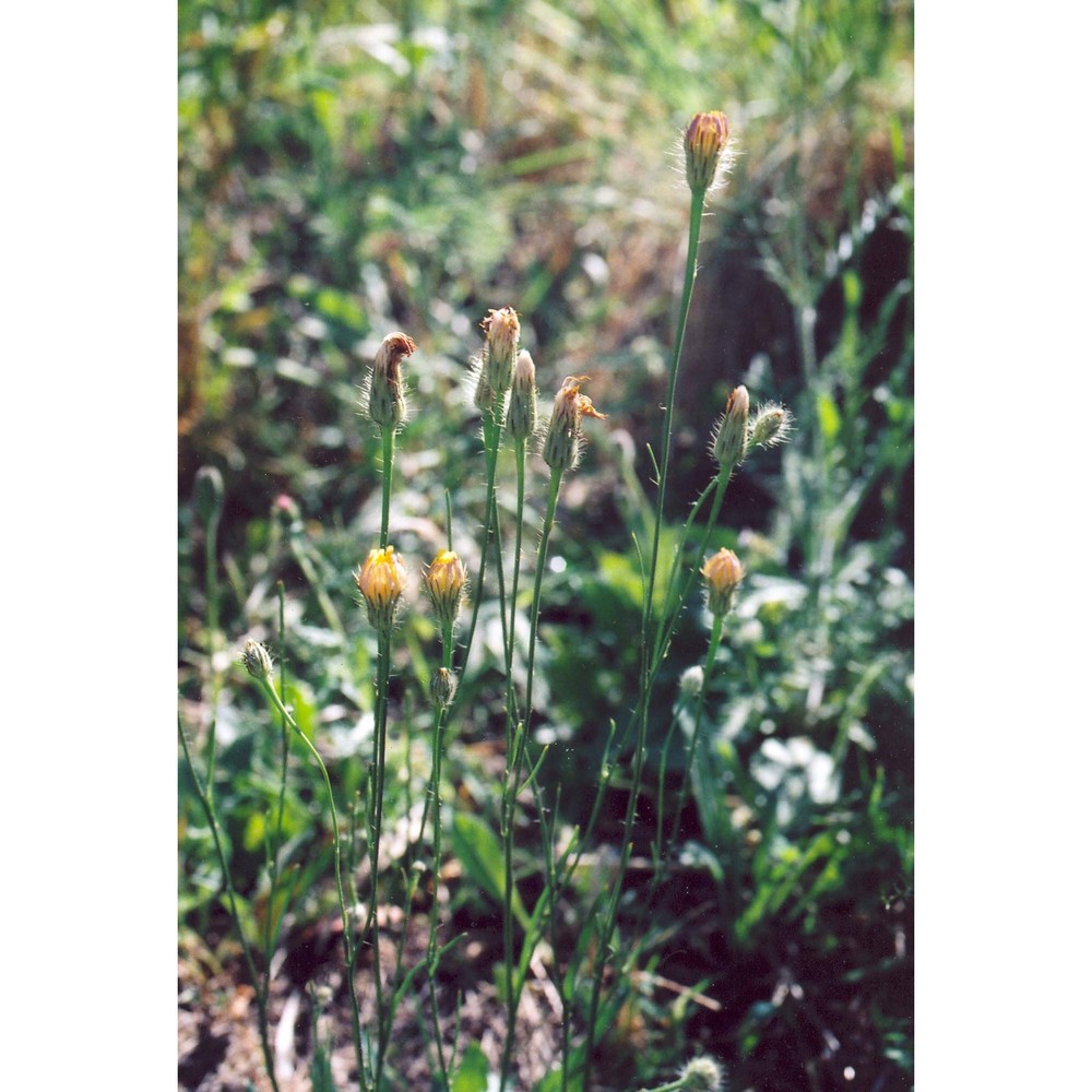 hypochaeris cretensis (l.) bory et chaub.