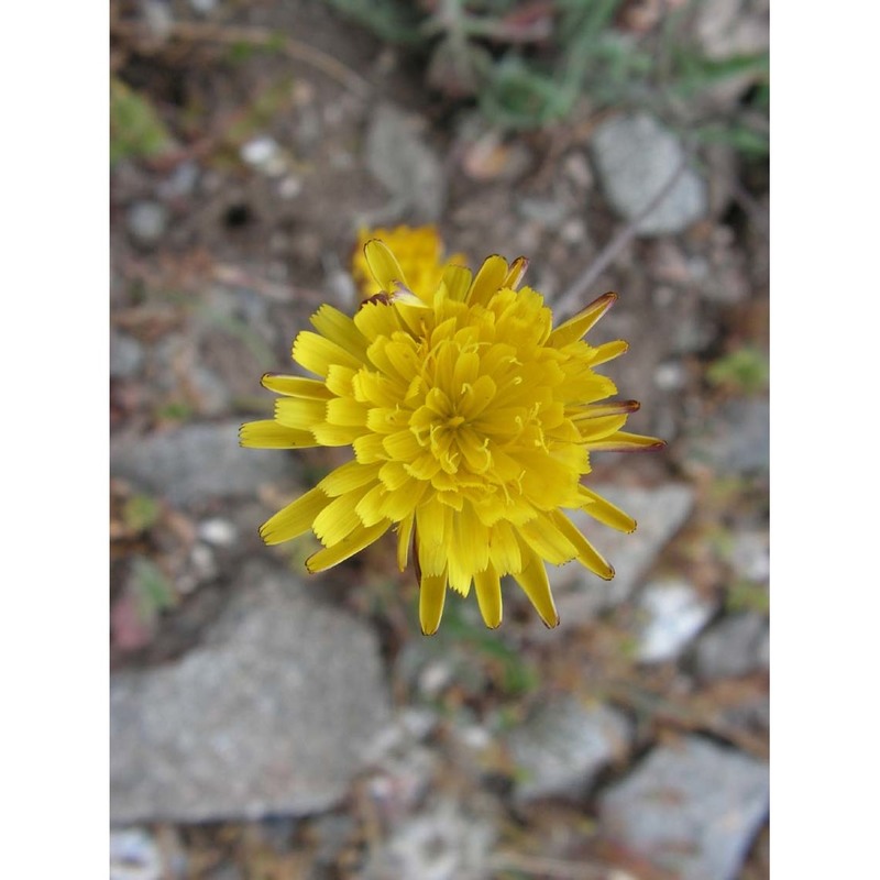 hypochaeris cretensis (l.) bory et chaub.