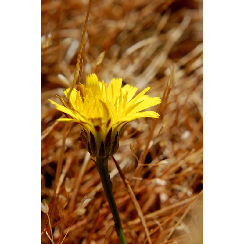 hypochaeris cretensis (l.) bory et chaub.