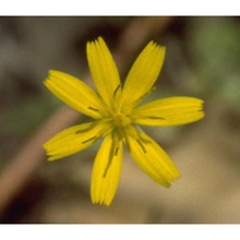 hypochaeris glabra l.