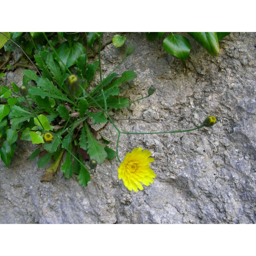 hypochaeris laevigata (l.) ces., pass. et gibelli