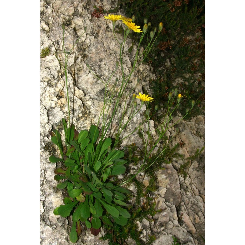 hypochaeris laevigata (l.) ces., pass. et gibelli