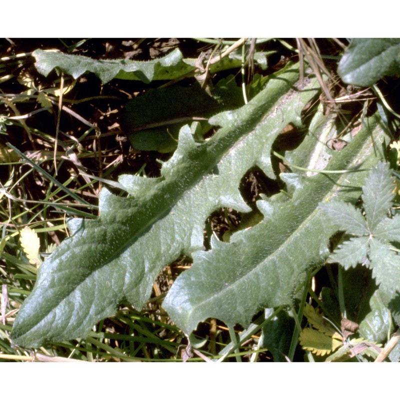 hypochaeris radicata l.