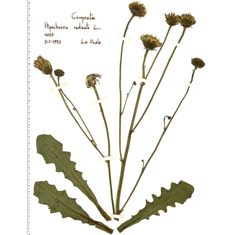 hypochaeris radicata l.