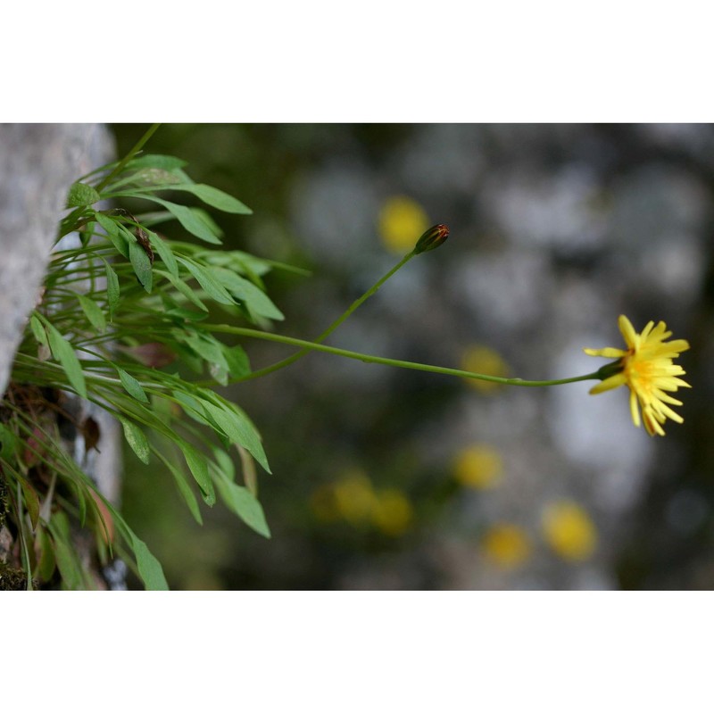 hypochaeris robertia (sch. bip.) fiori