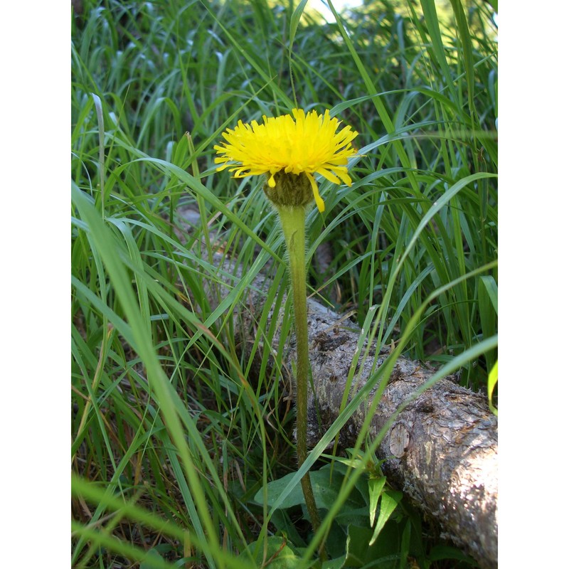 hypochaeris uniflora vill.