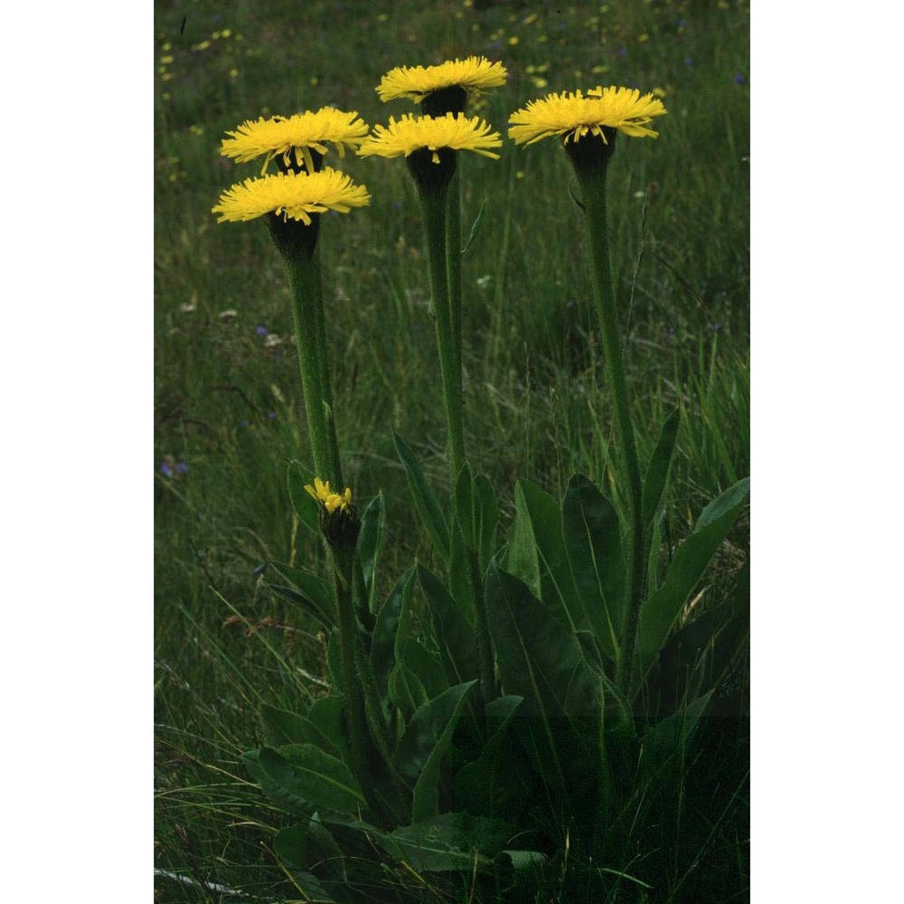 hypochaeris uniflora vill.