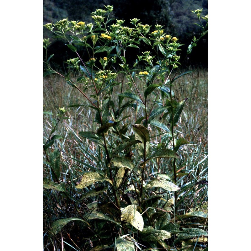 inula bifrons l.