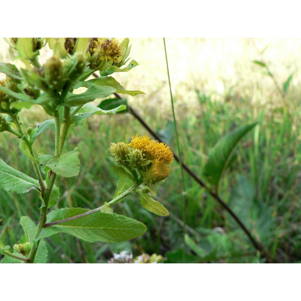 inula bifrons l.