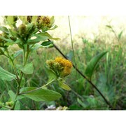 inula bifrons l.