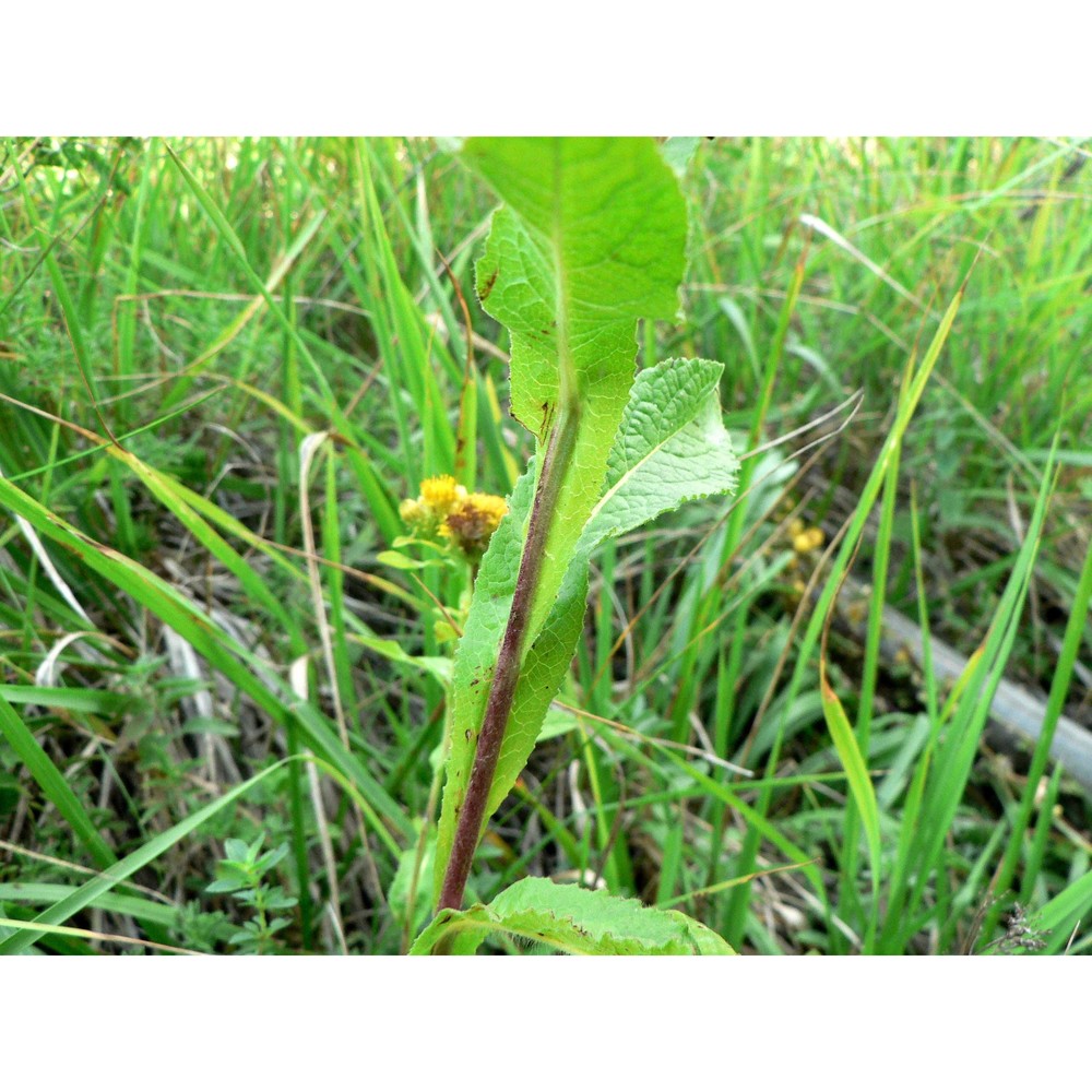 inula bifrons l.