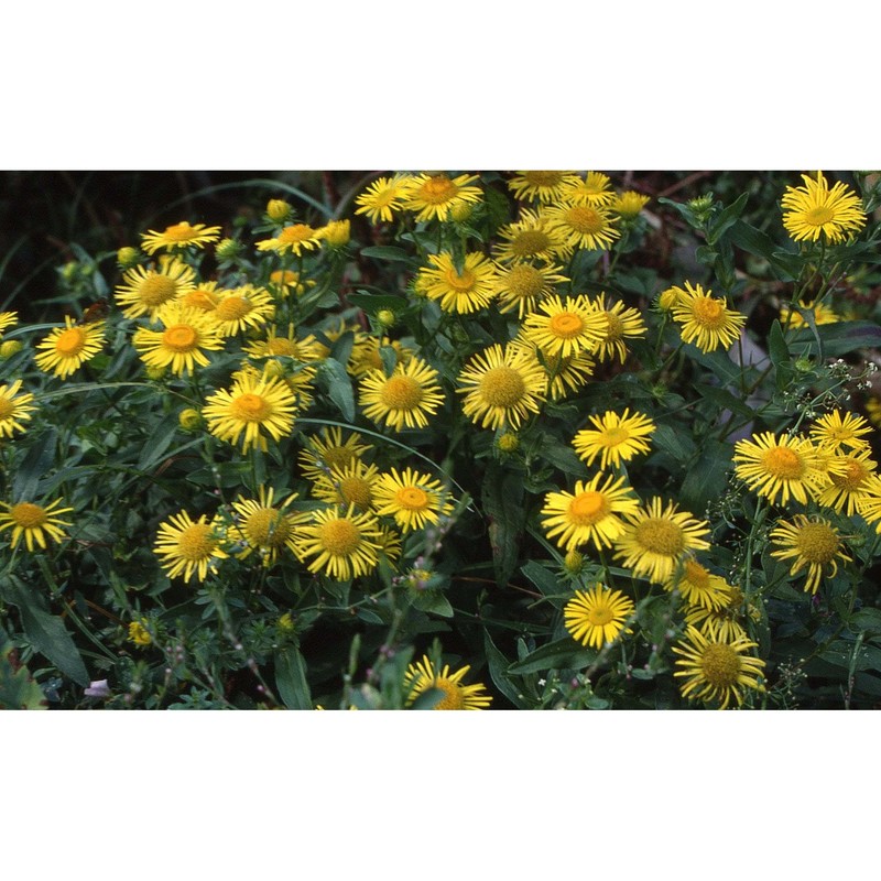 inula britannica l.