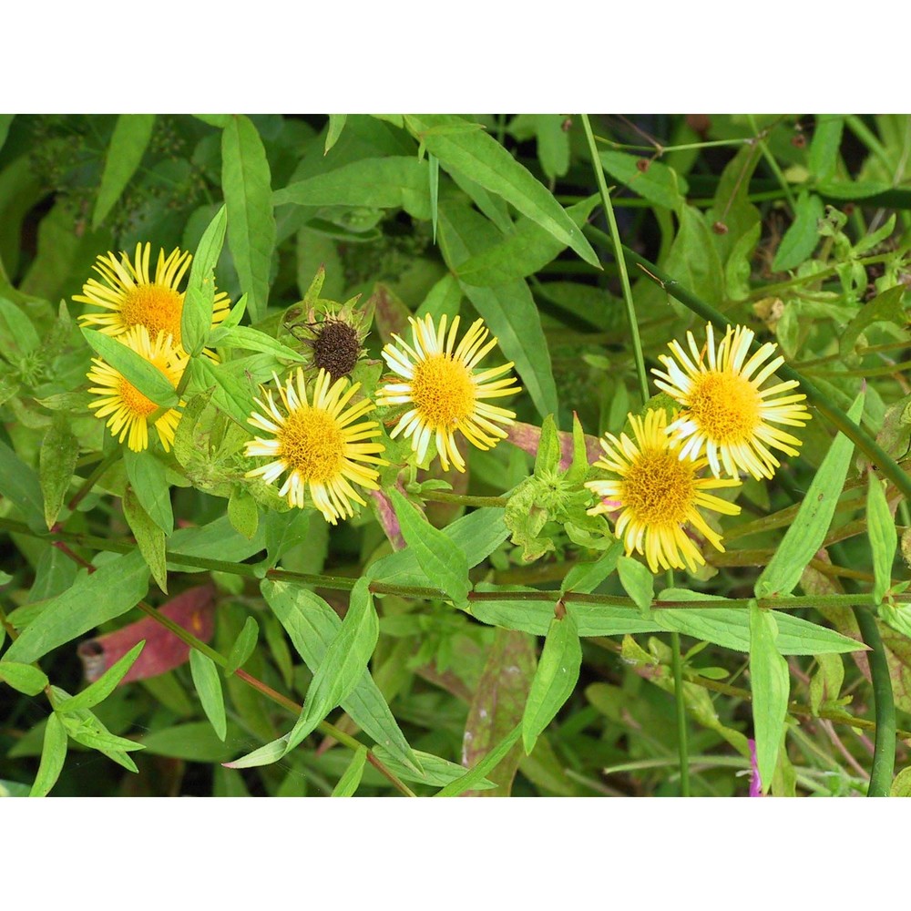 inula britannica l.