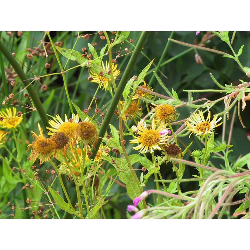 inula britannica l.