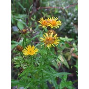 inula britannica l.