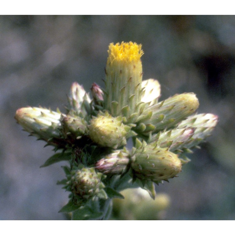 inula conyzae (griess.) meikle