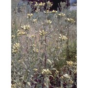 inula conyzae (griess.) meikle