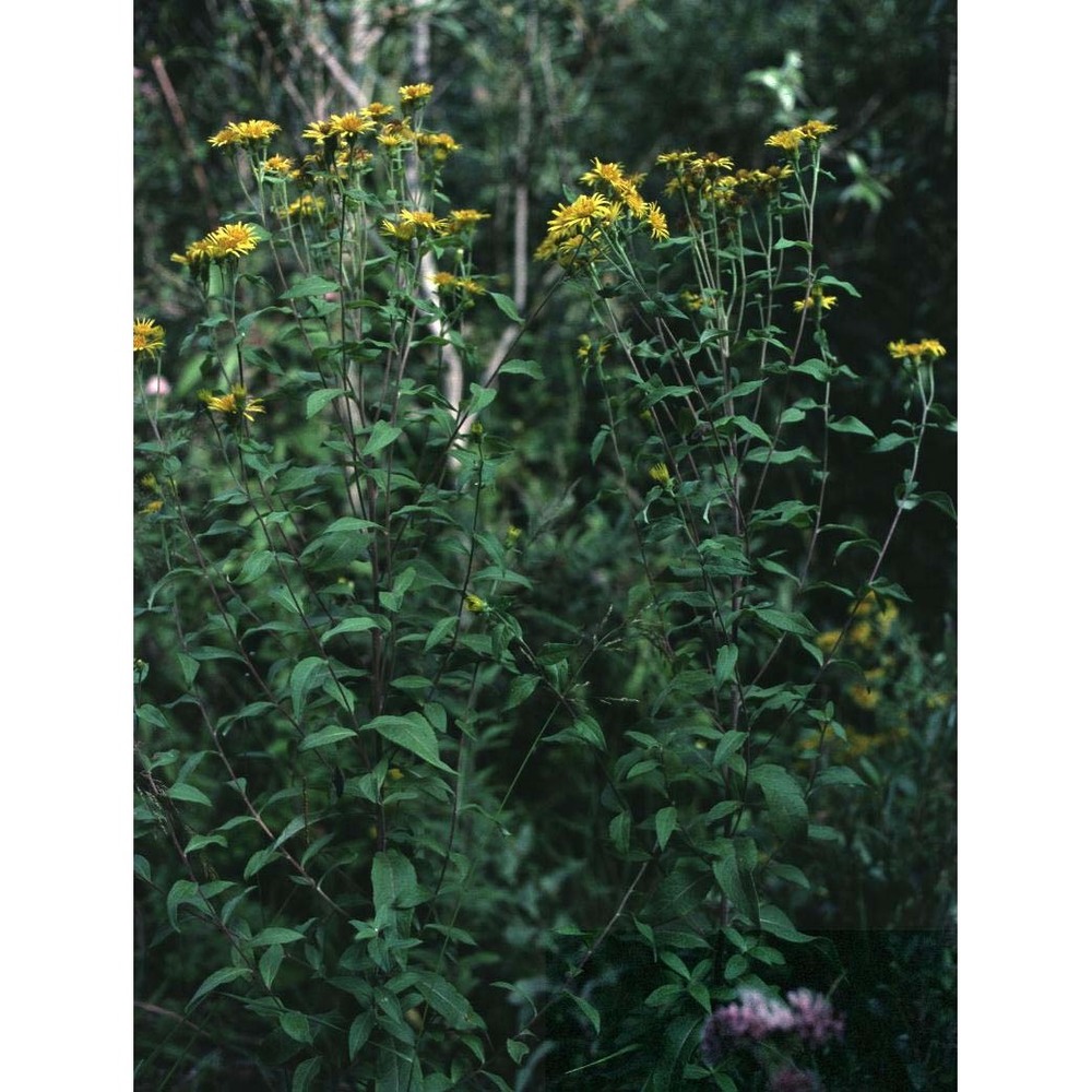 inula helvetica weber