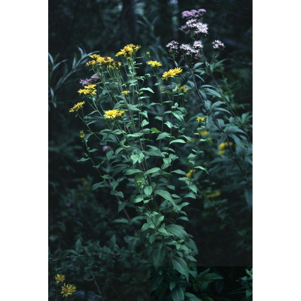 inula helvetica weber