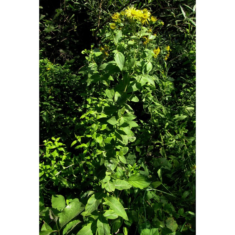 inula helvetica weber