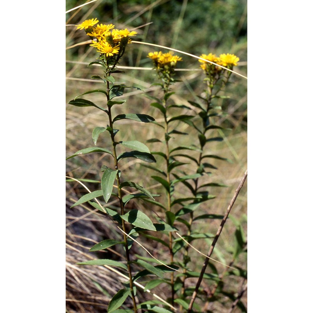 inula spiraeifolia l.