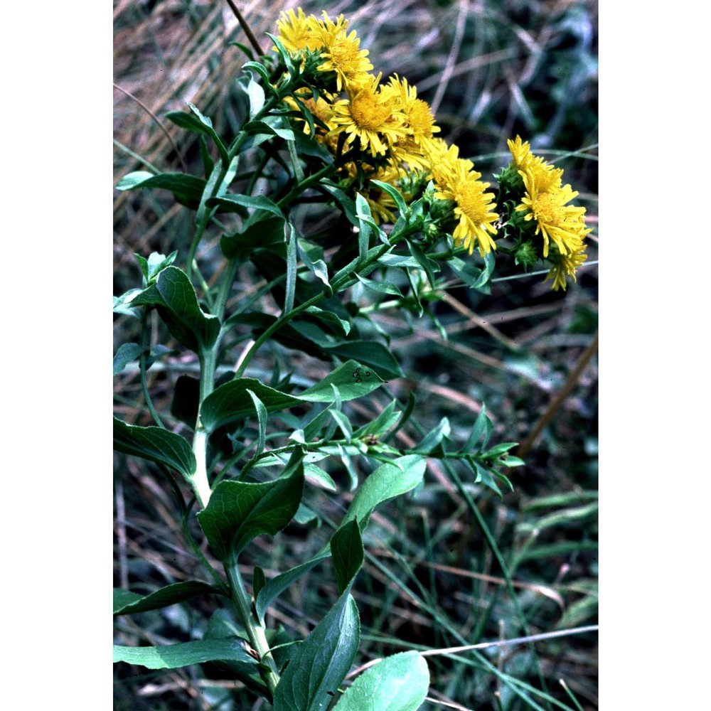 inula spiraeifolia l.