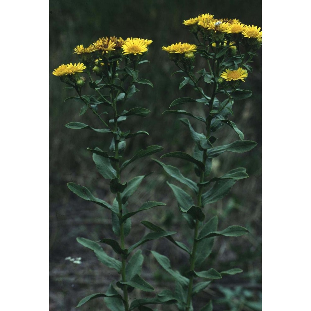 inula spiraeifolia l.