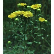 inula spiraeifolia l.