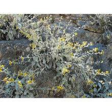 inula verbascifolia (willd.) hausskn.