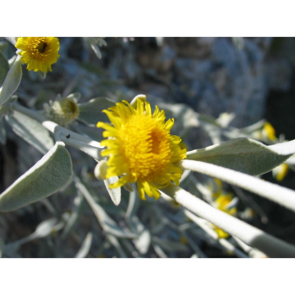 inula verbascifolia (willd.) hausskn.