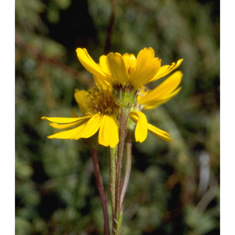 jacobaea abrotanifolia (l.) moench