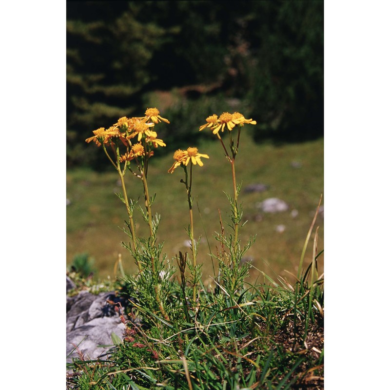 jacobaea abrotanifolia (l.) moench