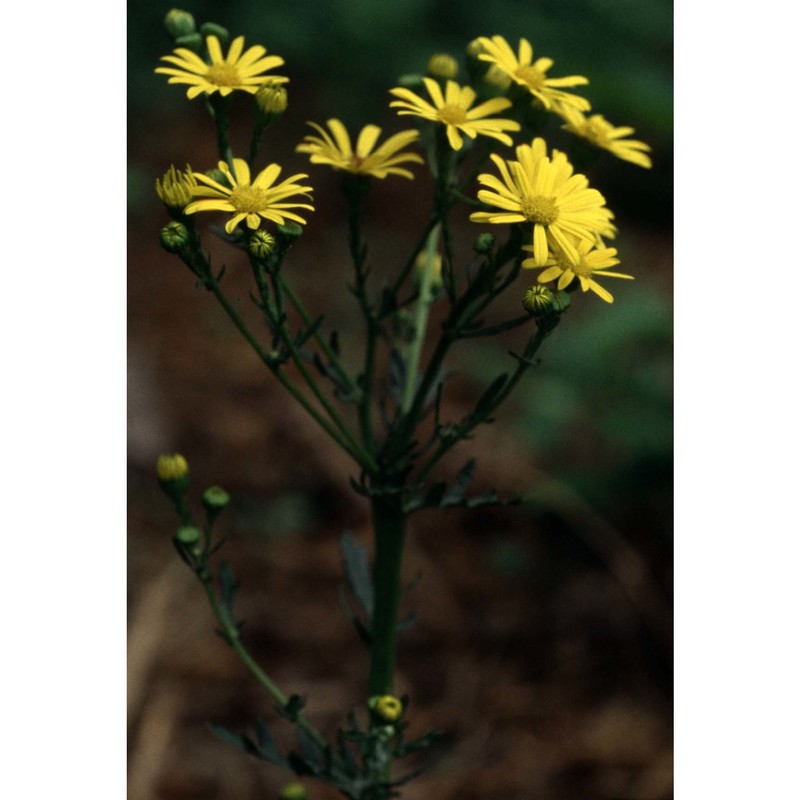 jacobaea aquatica (hill) g. gaertn., b. mey et scherb.