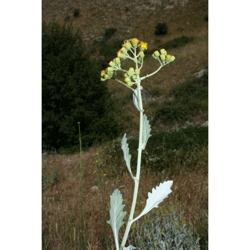 jacobaea candida (c. presl) b. nord. et greuter