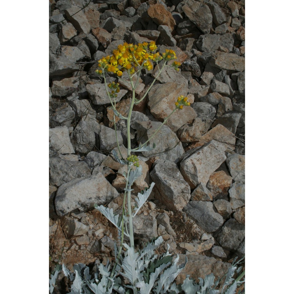 jacobaea candida (c. presl) b. nord. et greuter