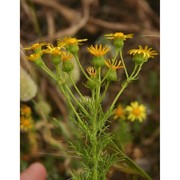 jacobaea delphiniifolia (vahl) pelser et veldkamp