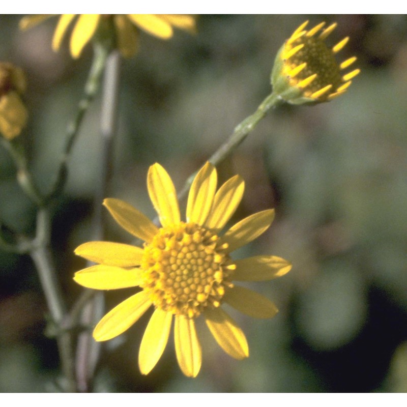 jacobaea erratica (bertol.) fourr.