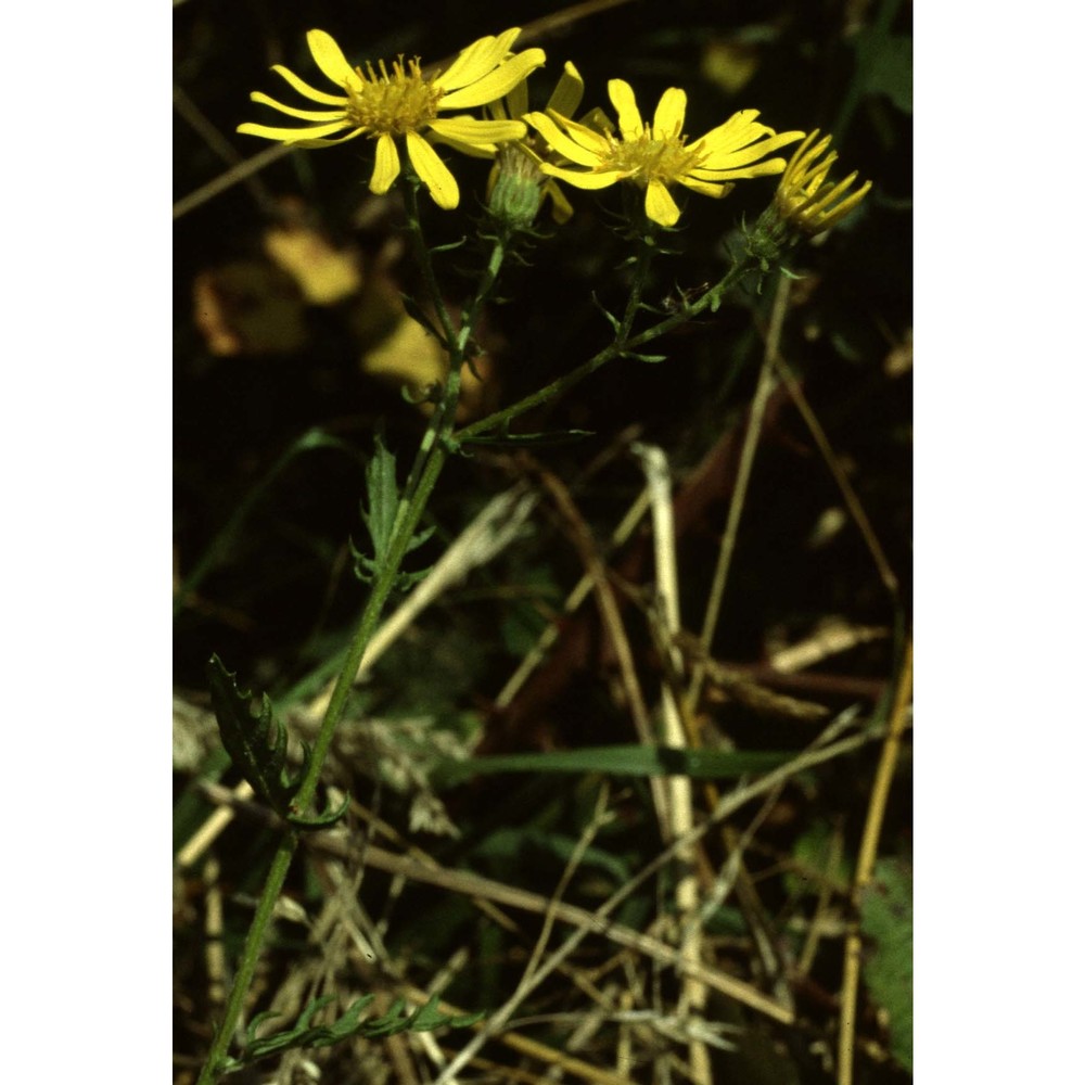 jacobaea erucifolia (l.) g. gaertn., b. mey et scherb.