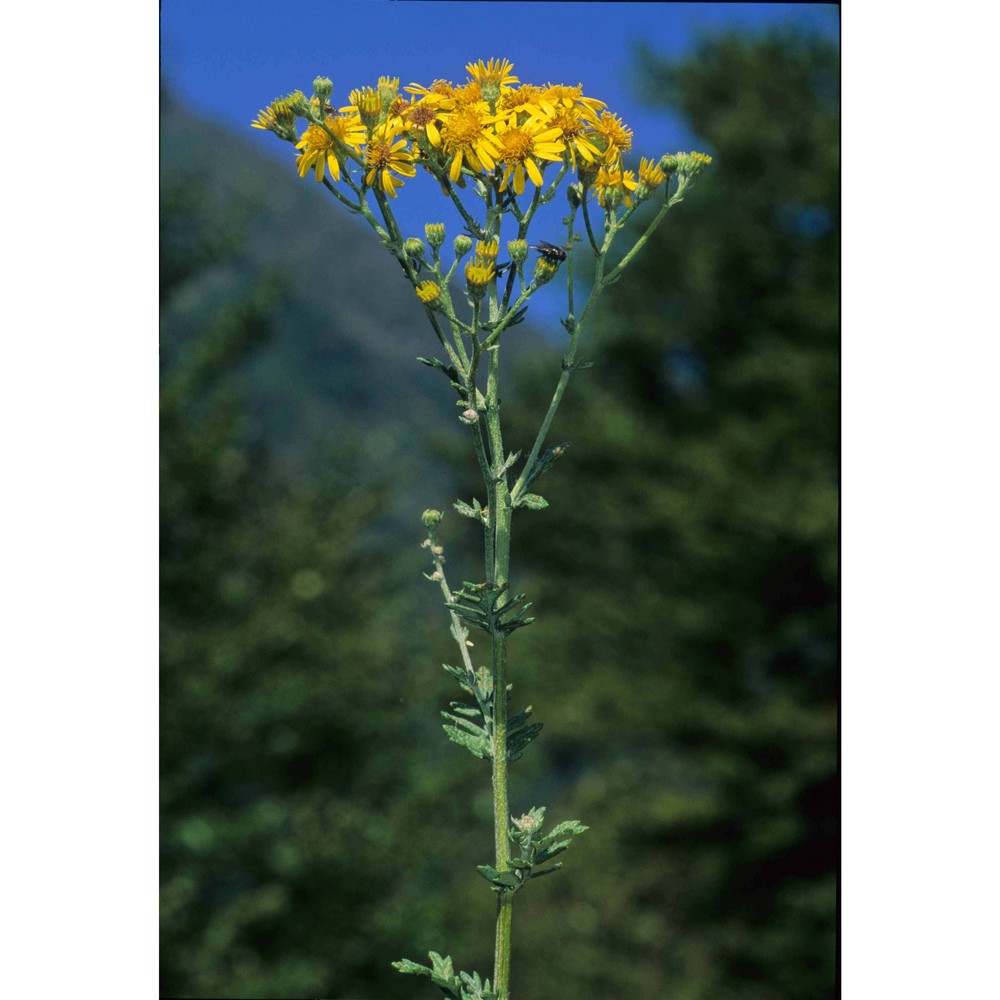 jacobaea erucifolia (l.) g. gaertn., b. mey et scherb.