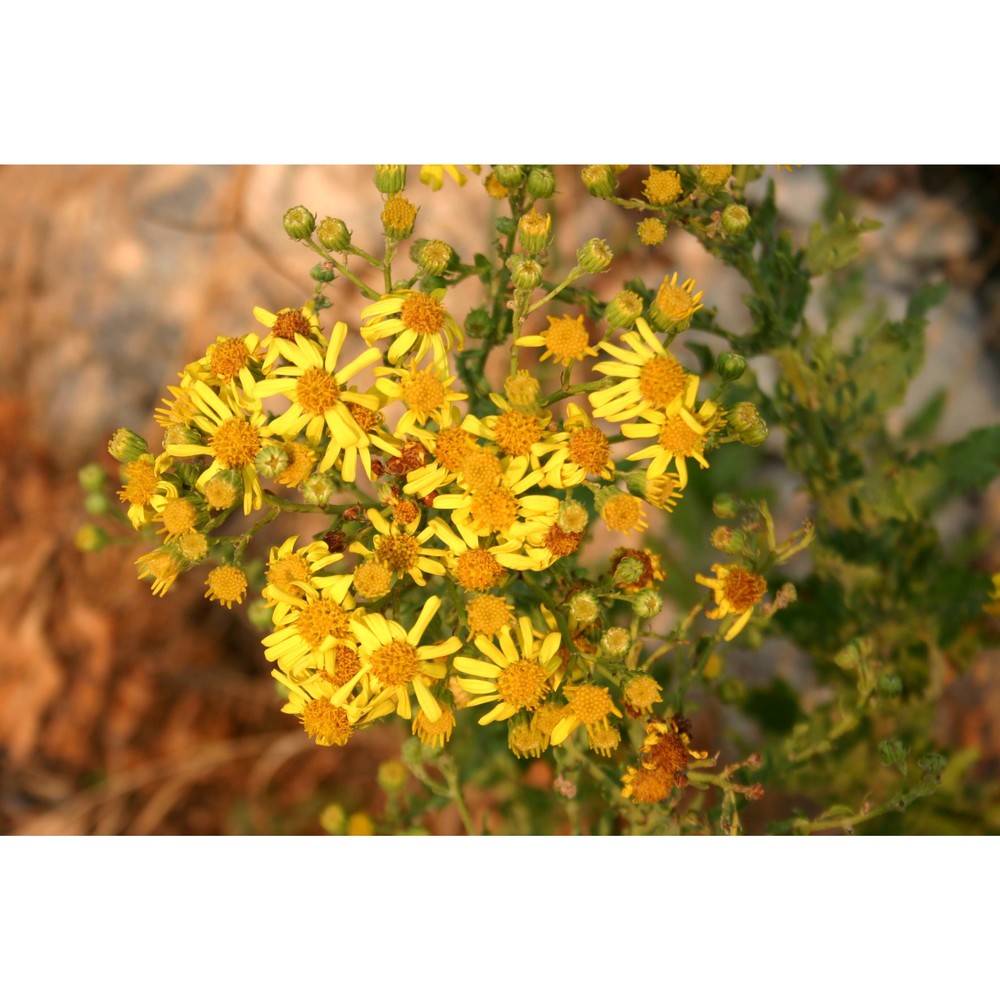 jacobaea erucifolia (l.) g. gaertn., b. mey et scherb.