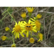 jacobaea erucifolia (l.) g. gaertn., b. mey et scherb.