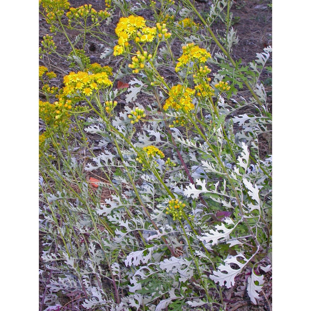 jacobaea gibbosa (guss.) b. nord. et greuter
