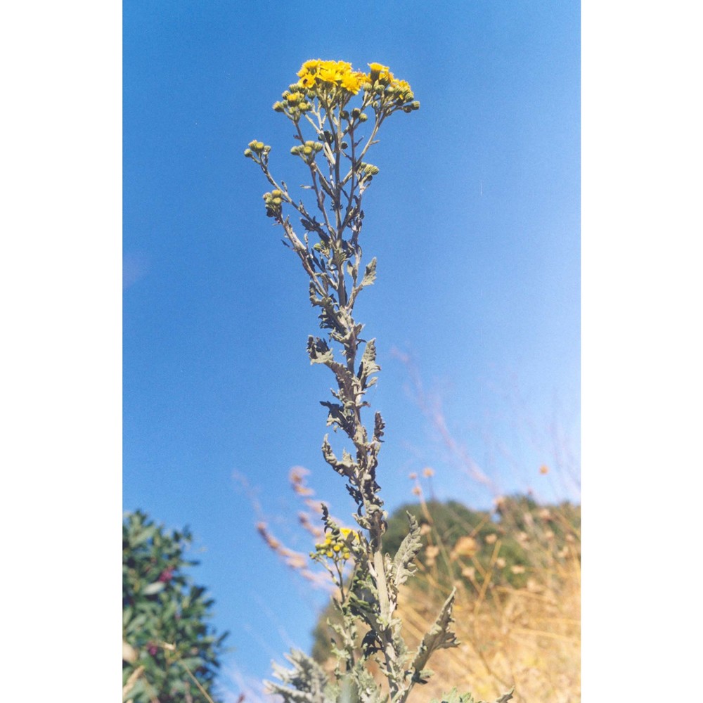 jacobaea lycopifolia (poir.) greuter et b. nord.