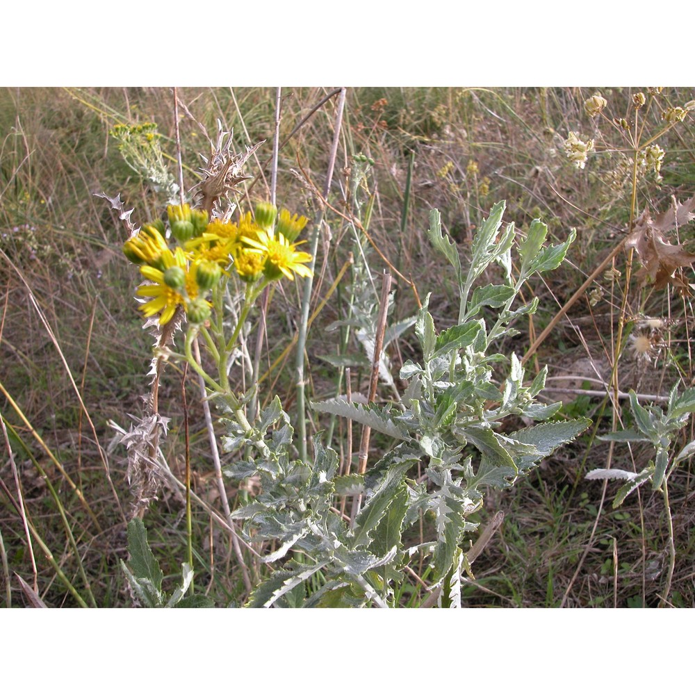 jacobaea lycopifolia (poir.) greuter et b. nord.