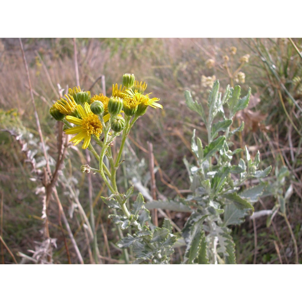 jacobaea lycopifolia (poir.) greuter et b. nord.